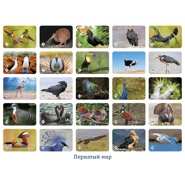 Мемо "Пернатый мир" 50 карточек - Нескучные Игры