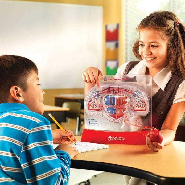 LER3535 LR3535 Развивающая игрушка "Cердечно-сосудистая система"