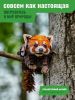 Картонный 3D пазл конструктор Makebug Bring Nature Home - Makebug