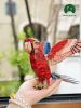 Картонный 3D пазл конструктор Makebug Bring Nature Home - Makebug